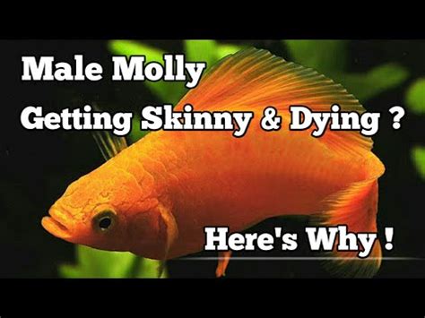 why did my molly fish die
